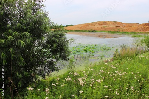 summer, branch with leaves, medicinal flower, flowers, field, field, garden, flowerbed, flower garden, wildlife, no people, serenity, calm, season, sunny, bright, colorful, beauty in nature, landscape