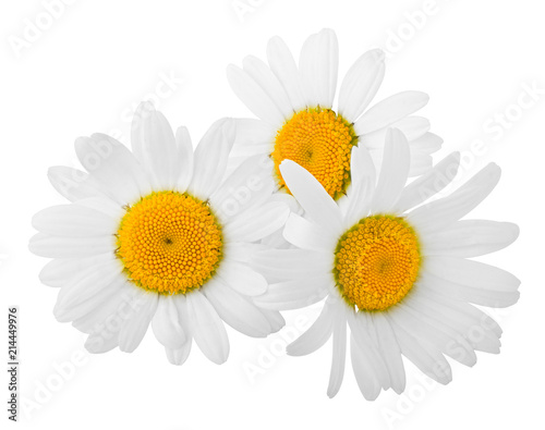 chamomile isolated on white background, clipping path, full depth of field