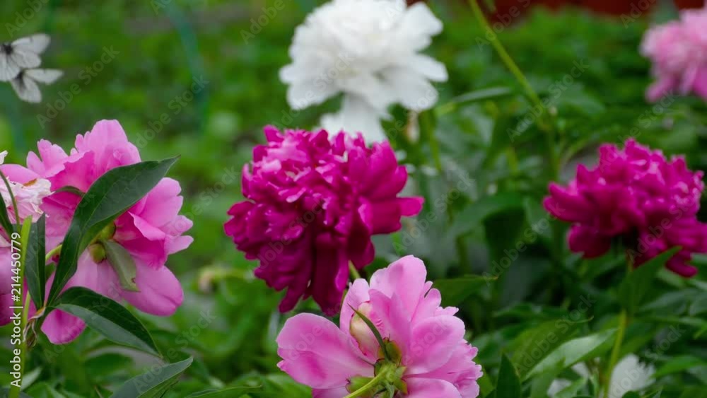 Colorful peony flowers Colorful peony flowers