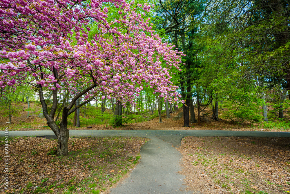 Fototapeta premium Trail and trees at Edgewood Park in New Haven, Connecticut