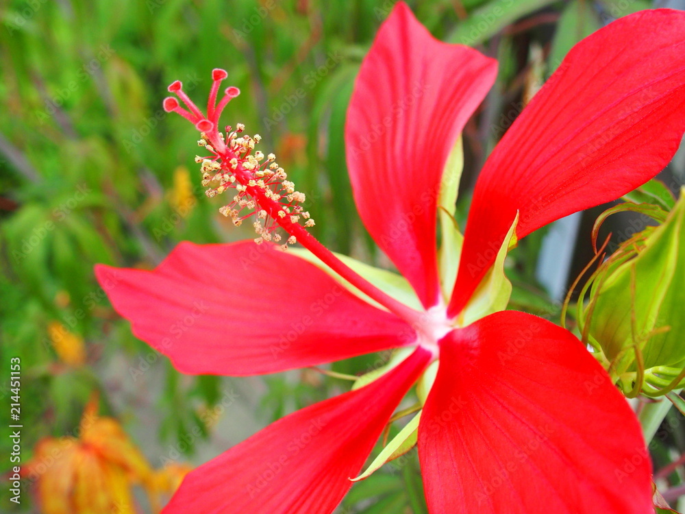 Fototapeta premium モミジアオイ