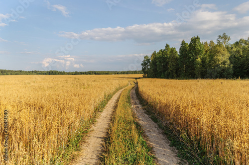 Dirt road in yellow field photo