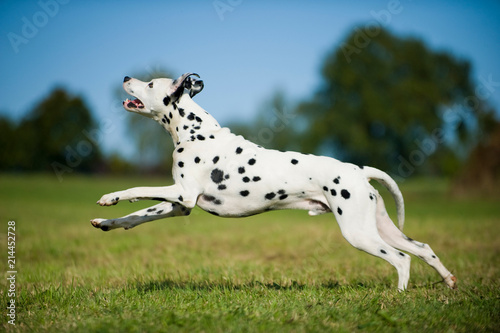 Rennender Dalmatiner sieht nach oben