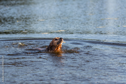 Happy dog swimming