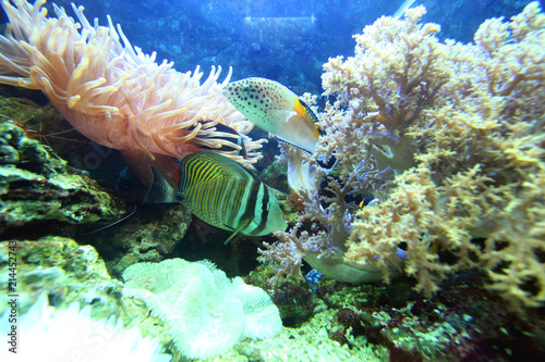 Fototapeta Naklejka Na Ścianę i Meble -  bright representatives of the marine fauna float in the salt water between coral