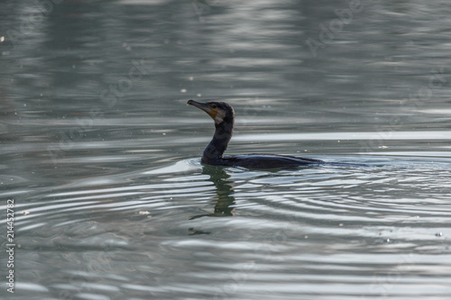 Grand Cormoran