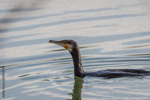 Great Cormorant en chasse