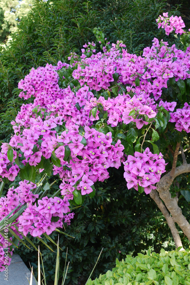 A huge bush with beautiful small purple flowers against the background of green trees A huge bush with beautiful small purple flowers against the background of green trees
