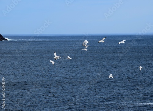 group of Seagulls flying above the blue Atlantic ocean near the shore 