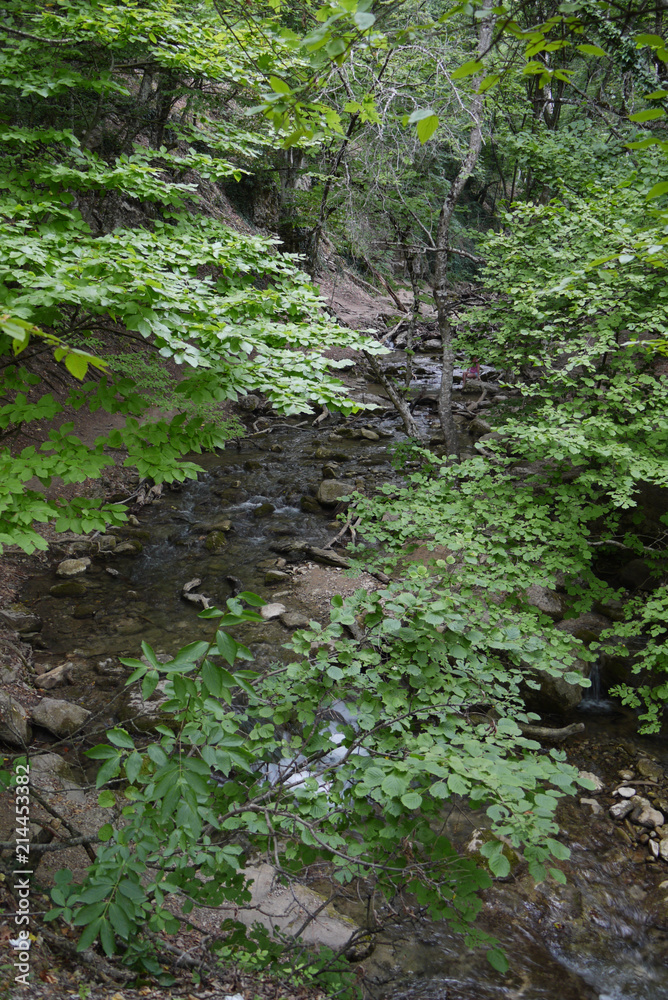 A small ornate mountain river flowing through a forested area A small ornate mountain river flowing through a forested area