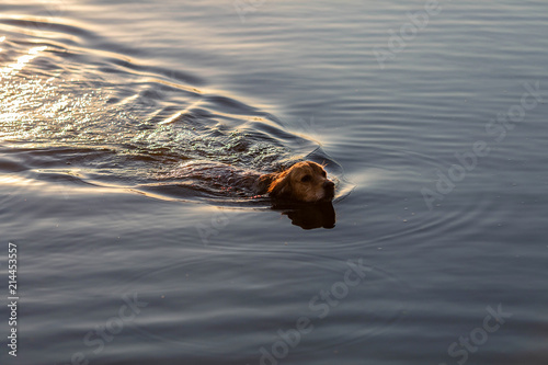 Happy swimming dog © AnnaFotyma
