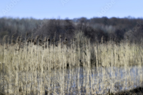 Pre-winter landscape of the river Bank with panicles of reeds on the background of the flown forest. Artistic blur