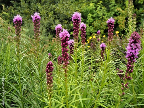 Purple Liatris spicata (gayfeather) flowers in a garden in summer photo