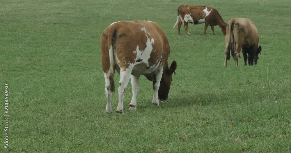 Holstein fresian cows on the big farm meadow Holstein fresian cows on the big farm meadow
