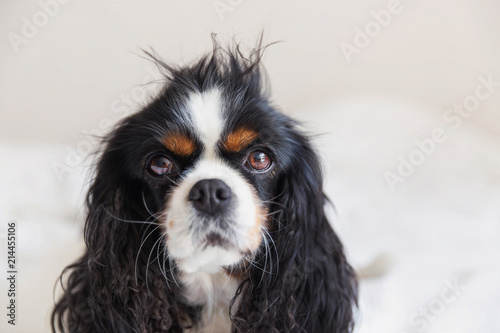 Fototapeta Naklejka Na Ścianę i Meble -  Dog with messy hair
