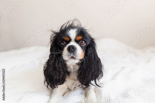 Dog with messy hair