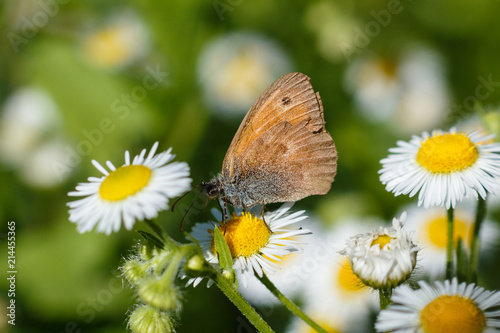 Macro photo of a butterfly close-up. A butterfly sits on a flower. The moth sits on a flower and drinks nectar. A photo of a moth in the grass close up. Butterfly collects floral nectar.