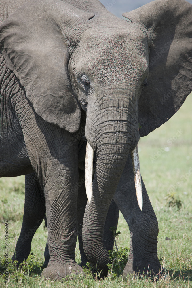 A beautiful portrait of an African elephant standing on a grass