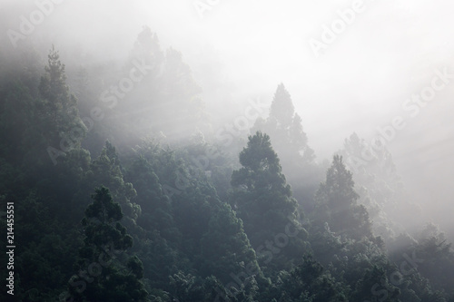 Early morning light rays shine through fog illuminating treetops