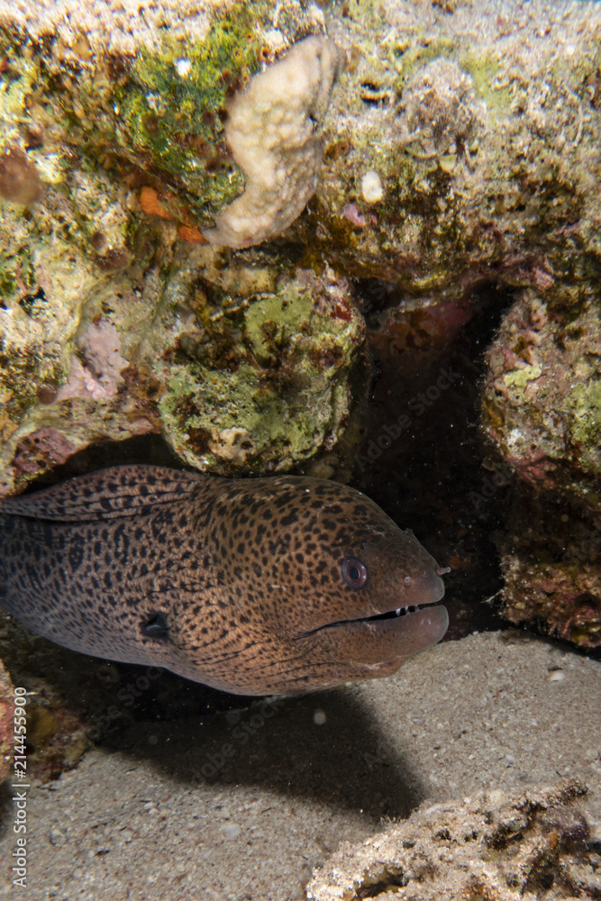 Giant Moray Eel in the Red Sea Giant Moray Eel in the Red Sea