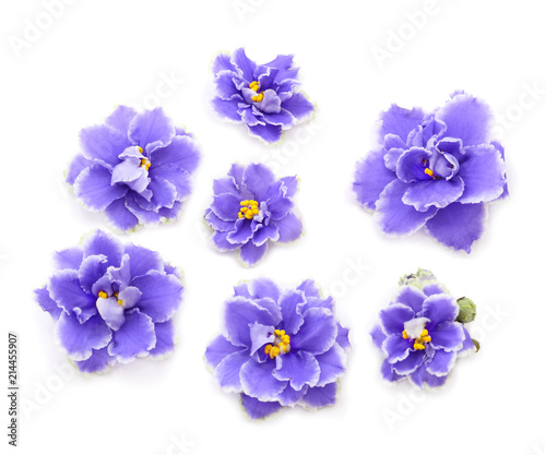 Violets beautiful flowers.