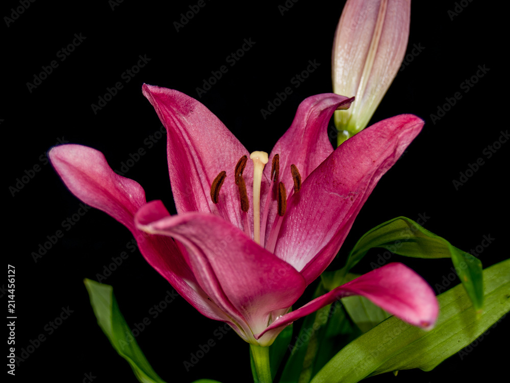 Fototapeta premium flower dahlia rose lily sunflower iris petal bloom single black background