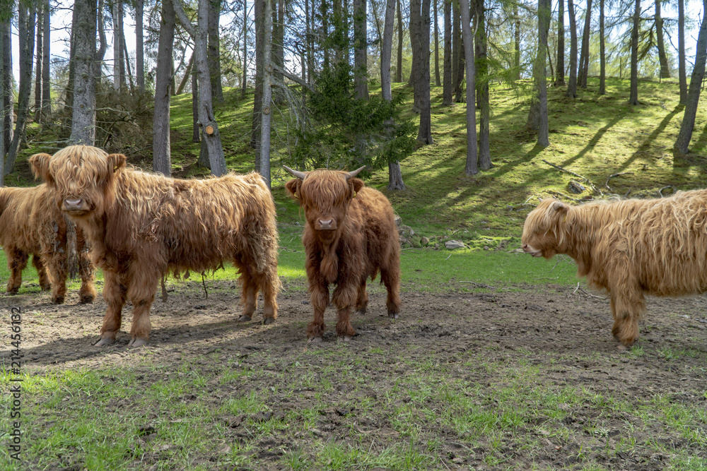 Fototapeta premium Cows with long hair