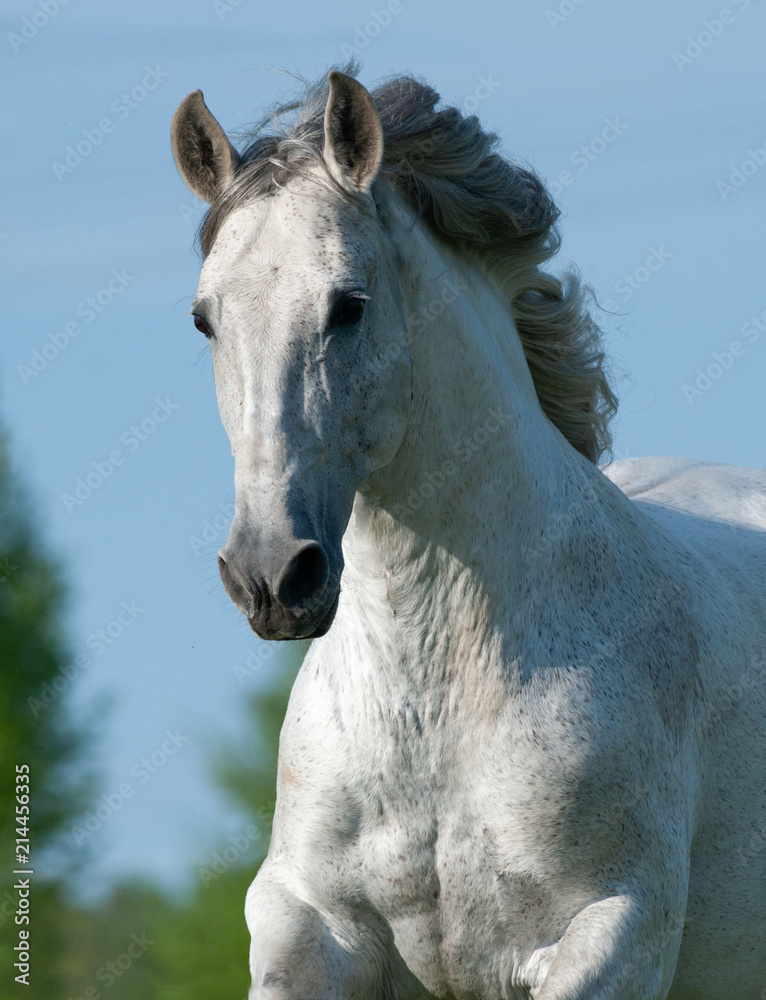 Gray andalusian stallion