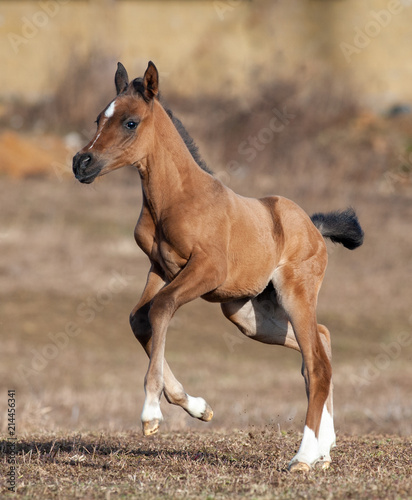 Cute little foal running