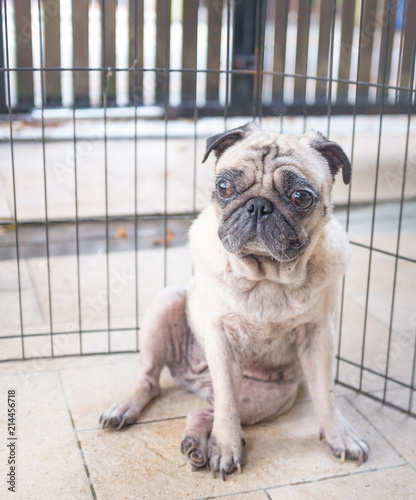 Pug inside a fence photo