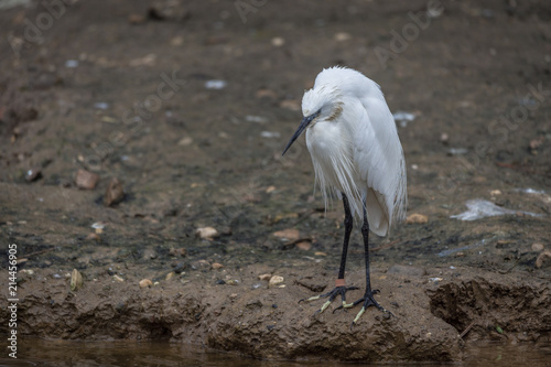 Aigrette garzette