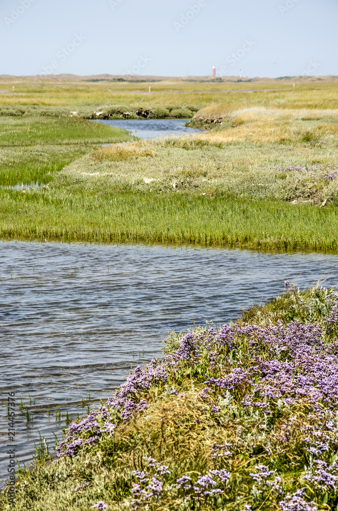 Sea lavender growing on the bank of a tidal creek in the Slufter area in National Park Dunes of Texel in the Netherlands