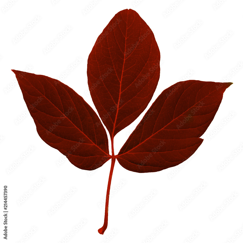 Natural red colored fresh leaf with stem, trefoil with a lot of streaks isolated on white background Natural red colored fresh leaf with stem, trefoil with a lot of streaks isolated on white background