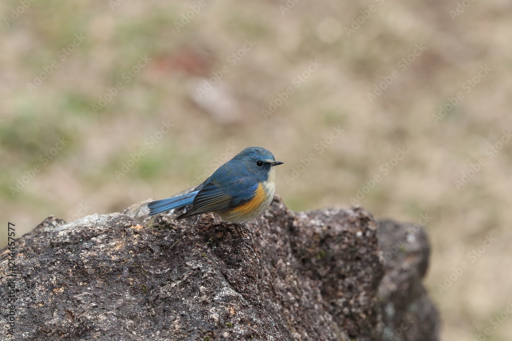 Fototapeta premium ルリビタキ（オス）