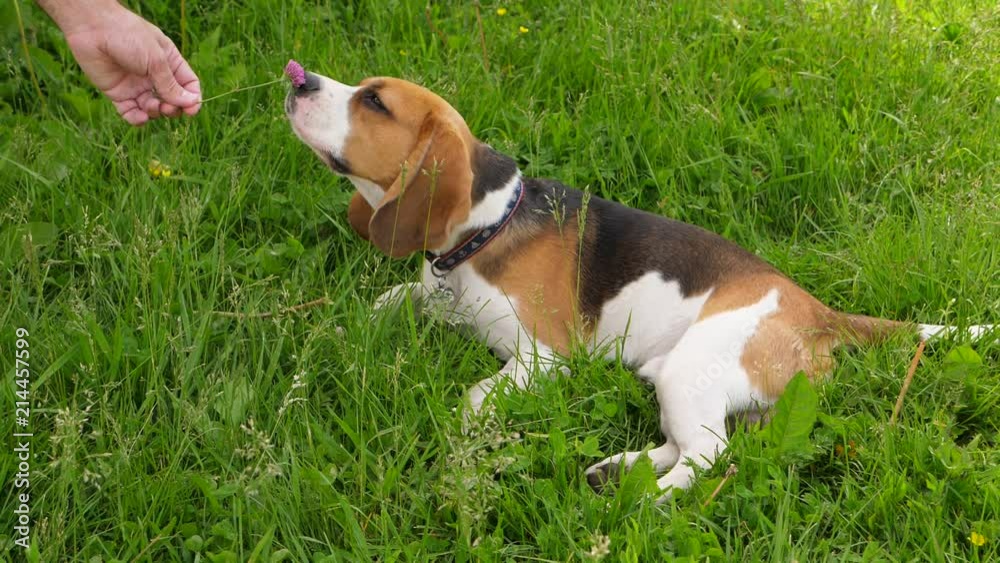 Funny beagle dog eat flower from owner hand Funny beagle dog eat flower from owner hand
