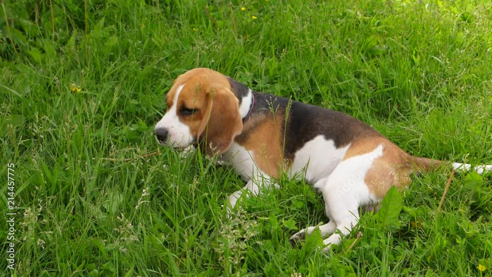 Cute beagle dog chewing grass and flower Cute beagle dog chewing grass and flower