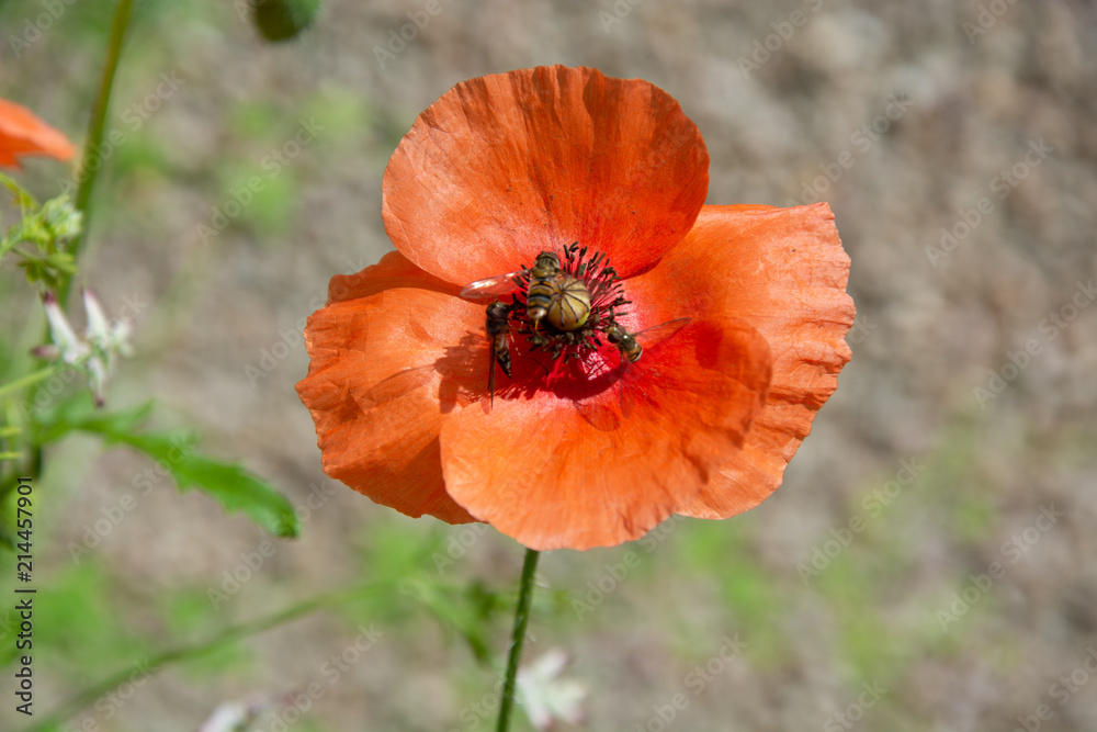 Orange poppy on beige background with three feeding insects Orange poppy on beige background with three feeding insects