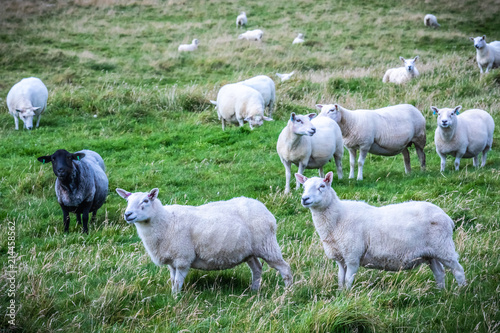 Shetland sheep at Shetland Islands