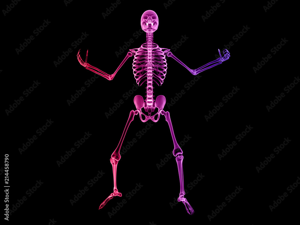 X RAY Skeleton 3D Render X RAY Skeleton 3D Render
