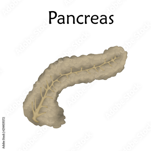 Pancreas. Anatomy realistic vector illustration. White background.