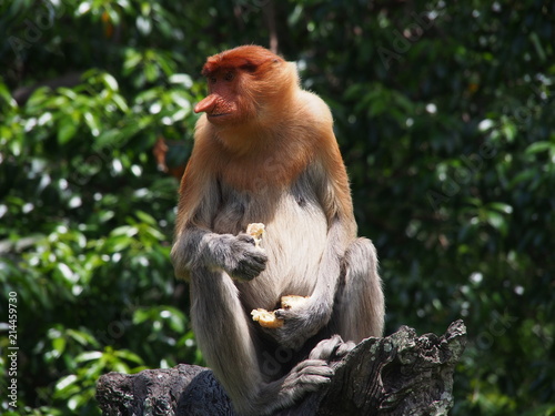 Proboscis Monkey eating