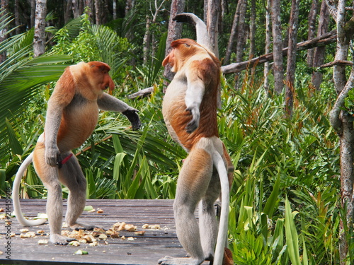 Fighting Proboscis Monkeys