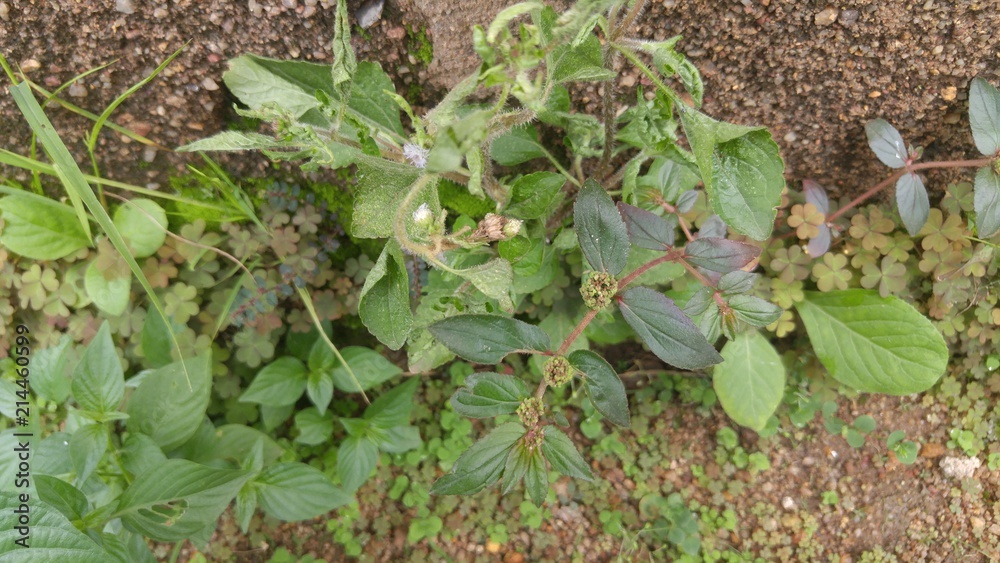 Obraz premium plants