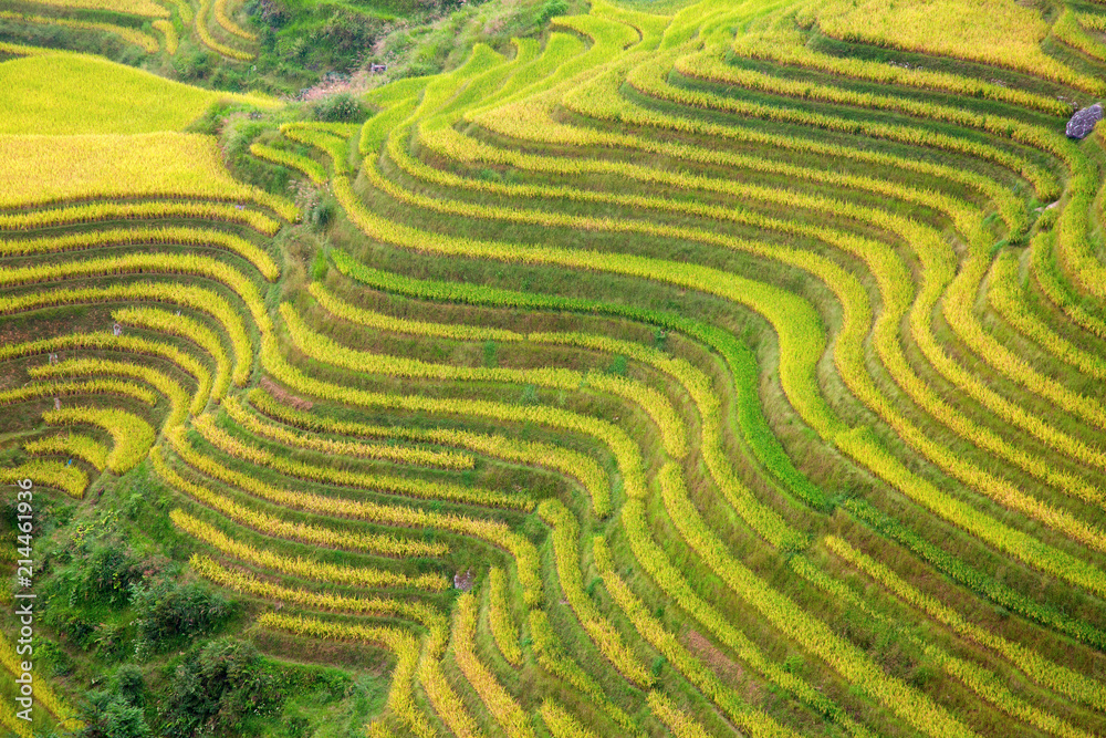 Longji Rice Terraces Longji Rice Terraces