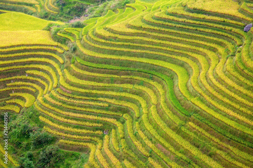 Longji Rice Terraces photo