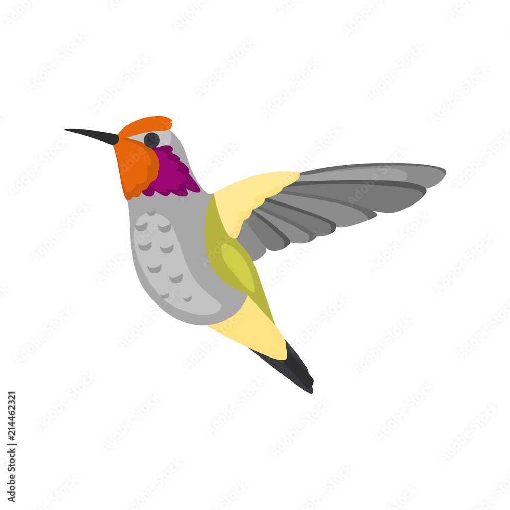 Obraz premium Flying hummingbird high quality color icon