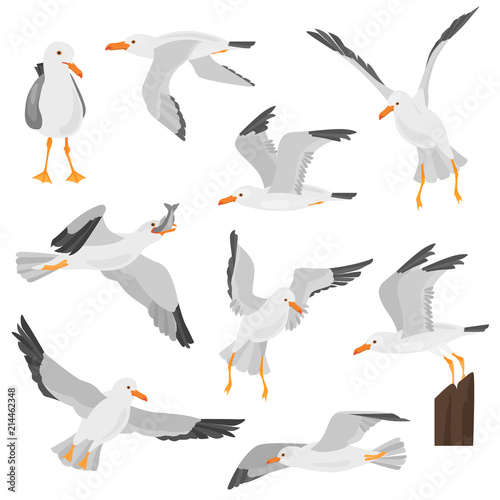 Seagull bird in dufferent motions color flat icons set