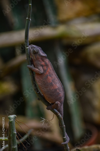 Wallpaper Mural pinkes Chamäleon Torontodigital.ca