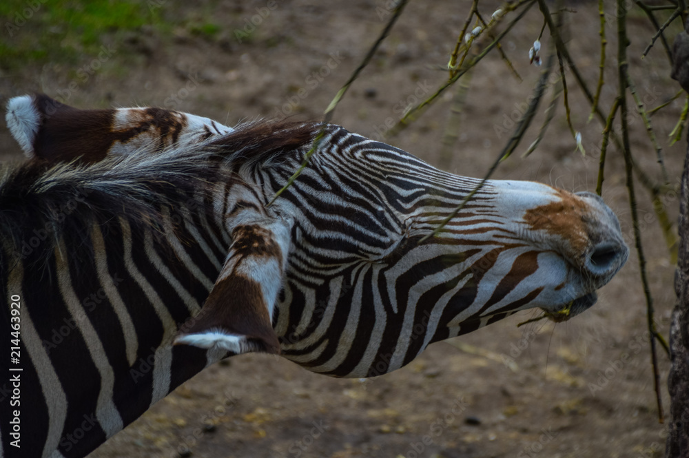 Obraz premium Zebra essend