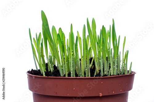 Green grass with water drops isolated on white background photo